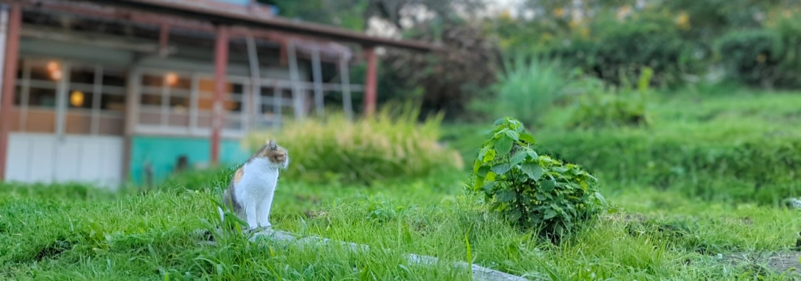 里山と猫の写真